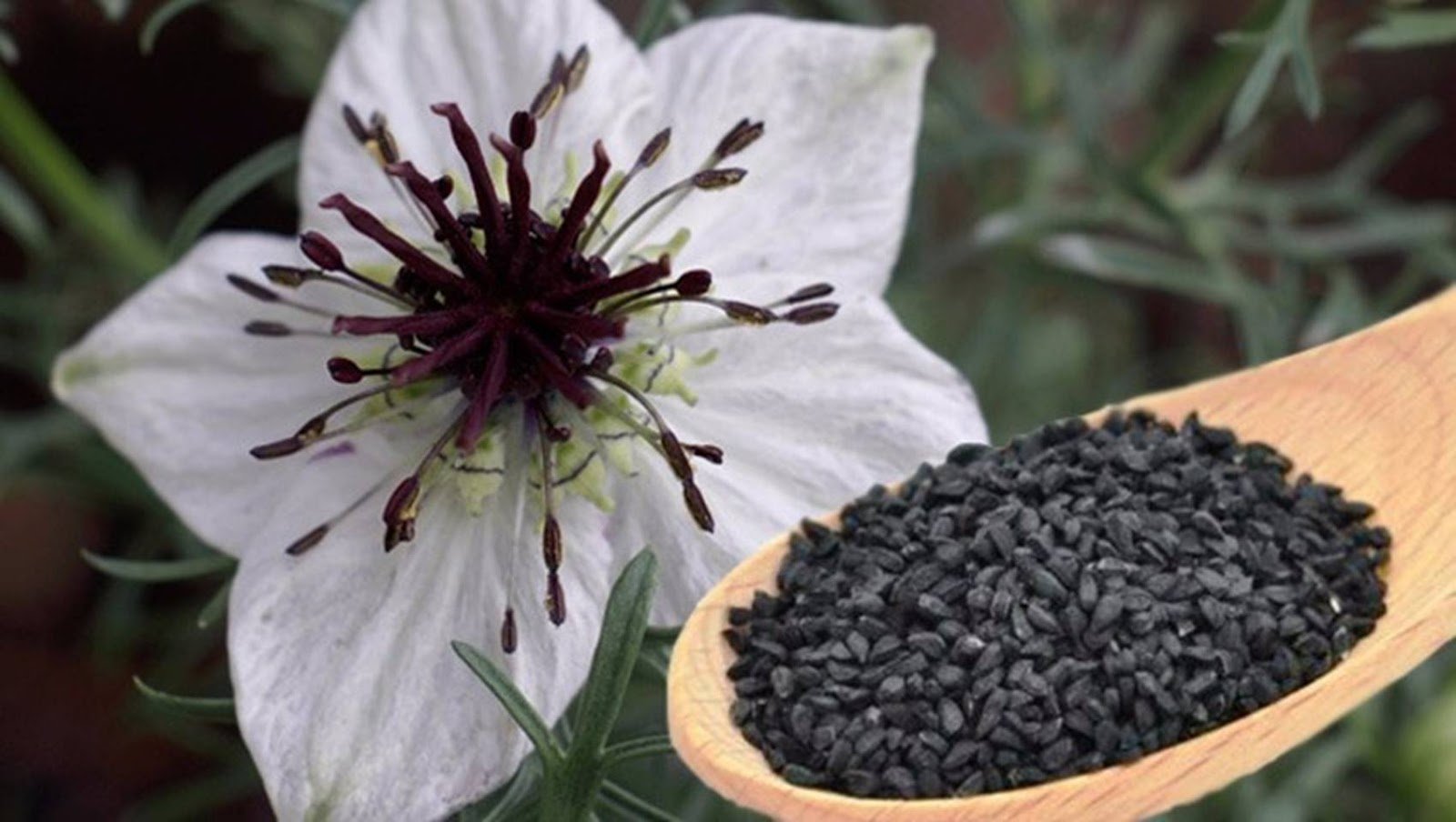 Nigella Sativa